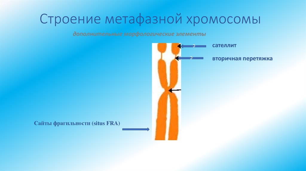 Строение метафазной хромосомы