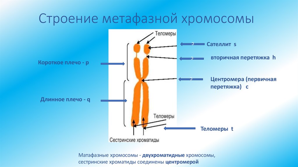 Строение метафазной хромосомы