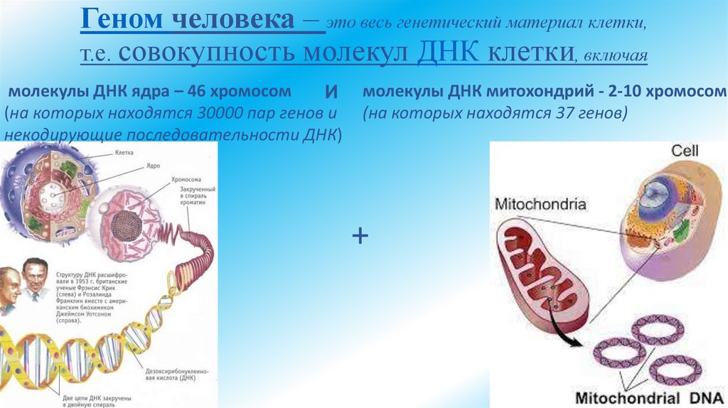 Геном человека – это весь генетический материал клетки, т.е. совокупность молекул ДНК клетки, включая
