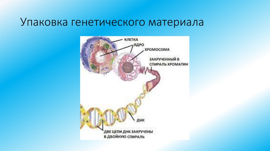 Упаковка генетического материала