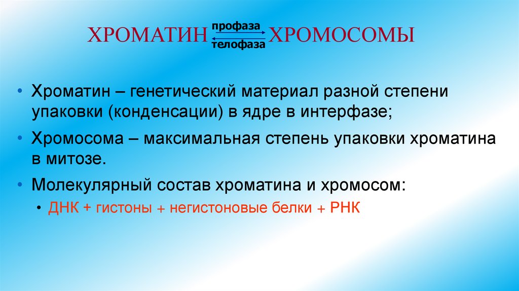 ХРОМАТИН ХРОМОСОМЫ