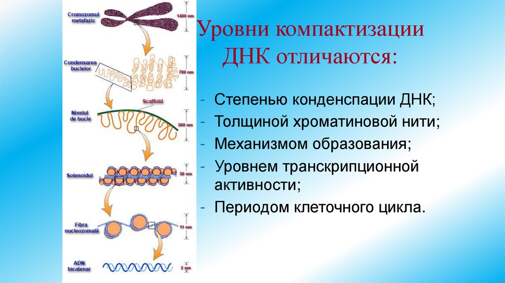 Уровни компактизации ДНК отличаются: