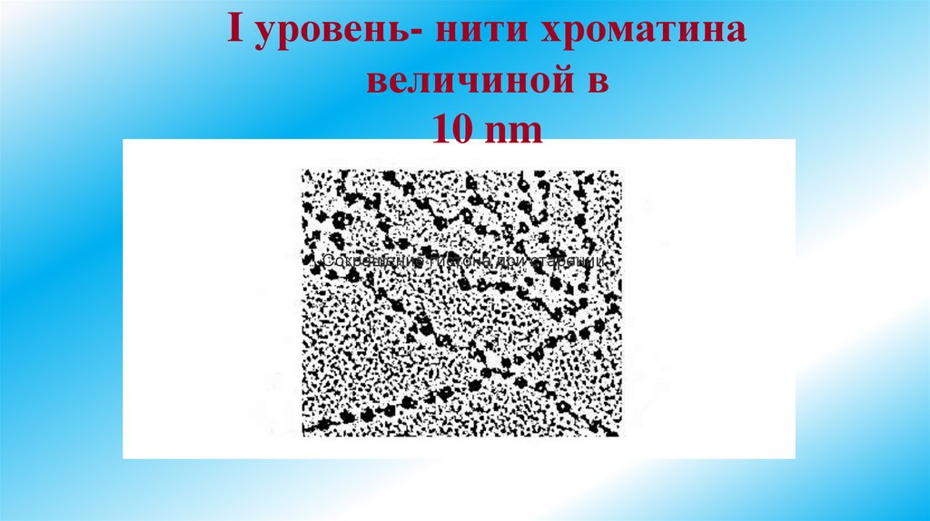 I уровень- нити хроматина величиной в 10 nm