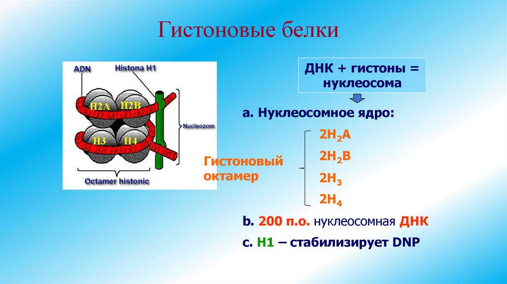 Гистоновые белки