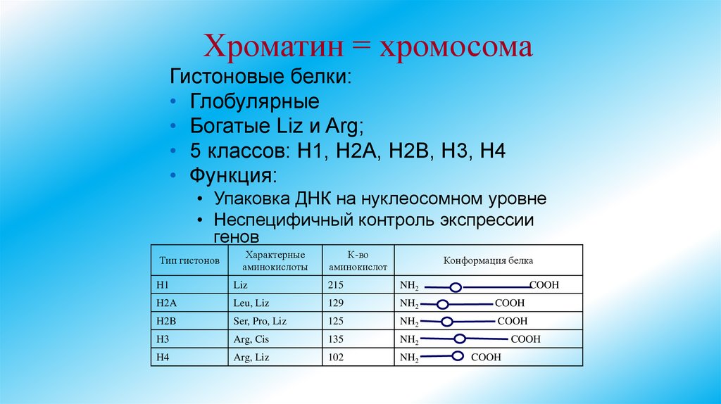 Хроматин = хромосома