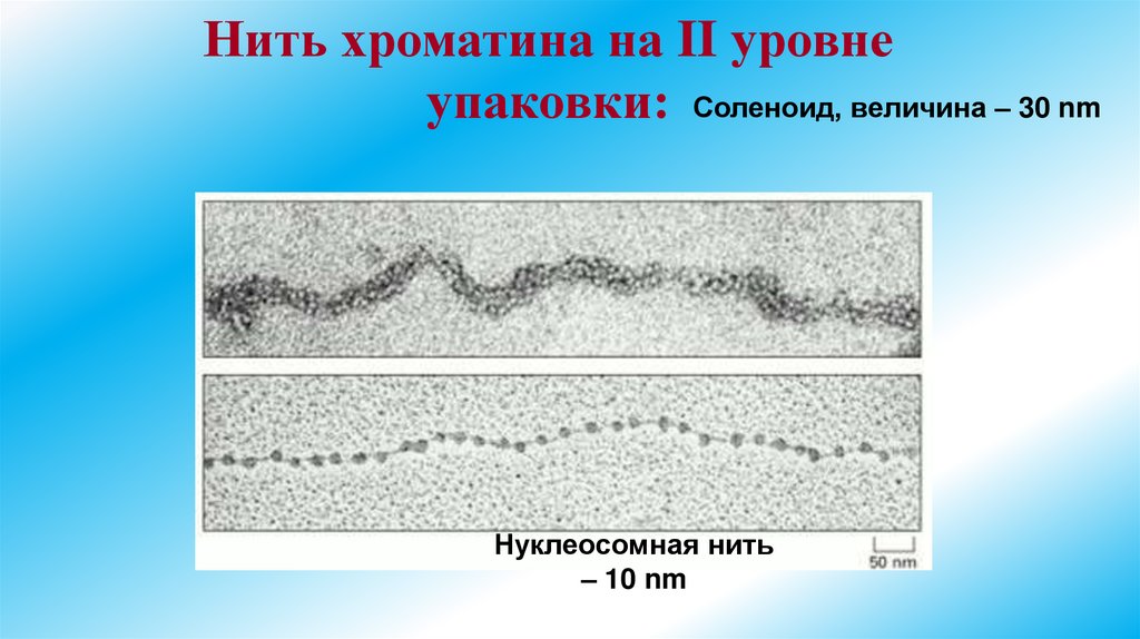 Нить хроматина на II уровне упаковки: