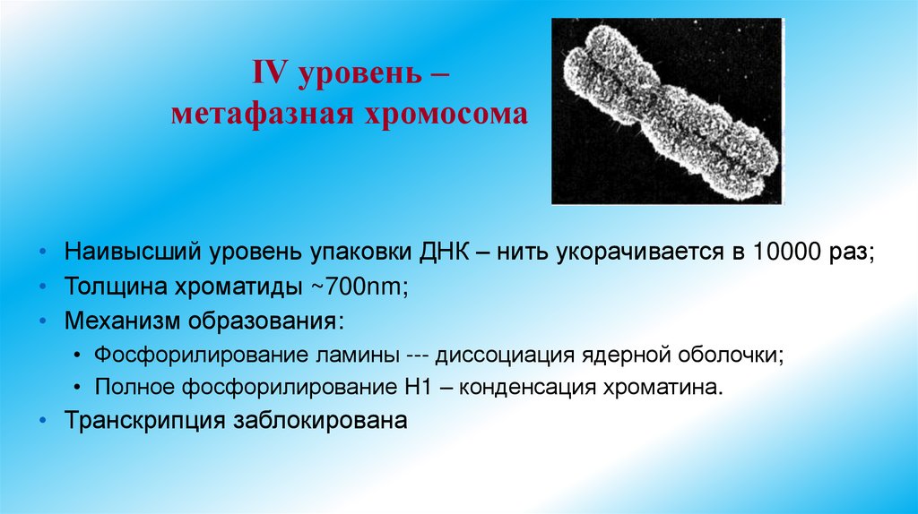 IV уровень – метафазная хромосома