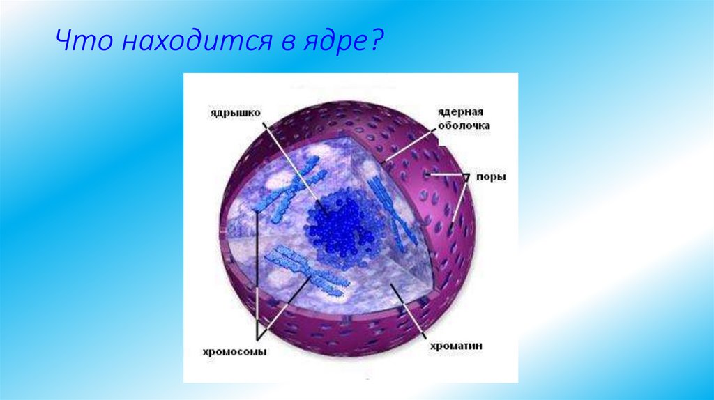 Что находится в ядре?