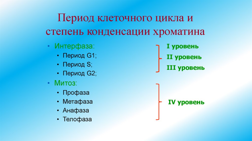 Период клеточного цикла и степень конденсации хроматина