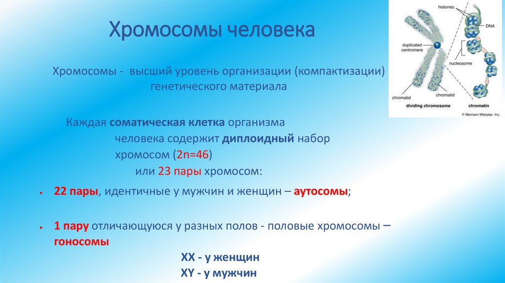 Хромосомы человека