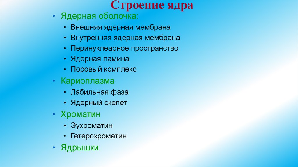 Строение ядра