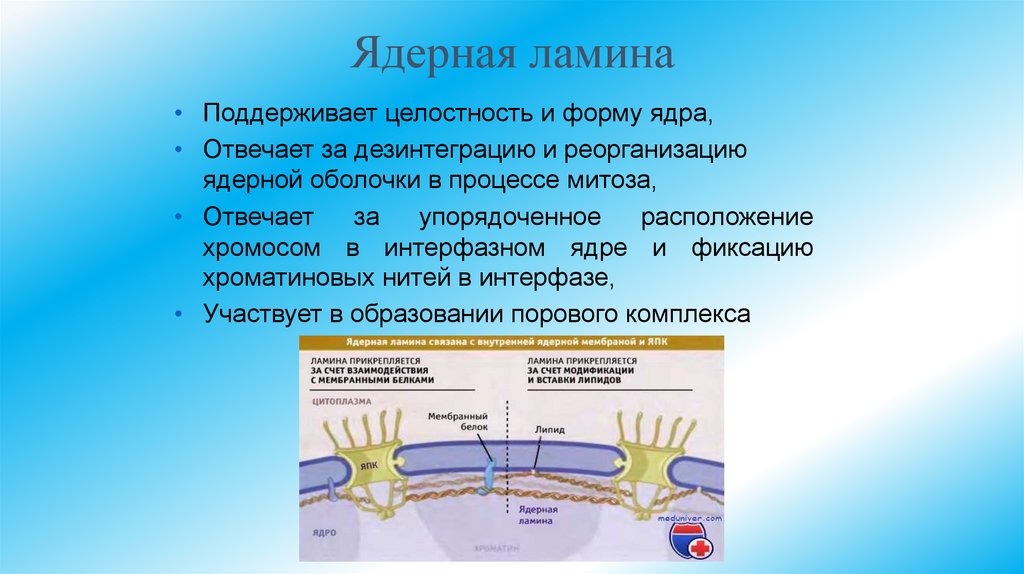 Ядерная ламина
