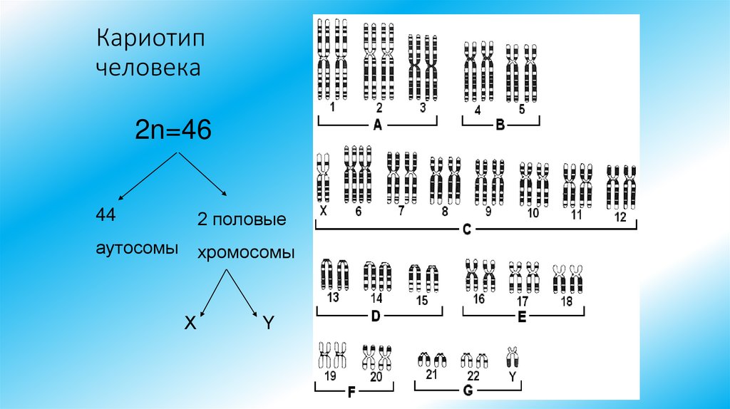 Кариотип человека