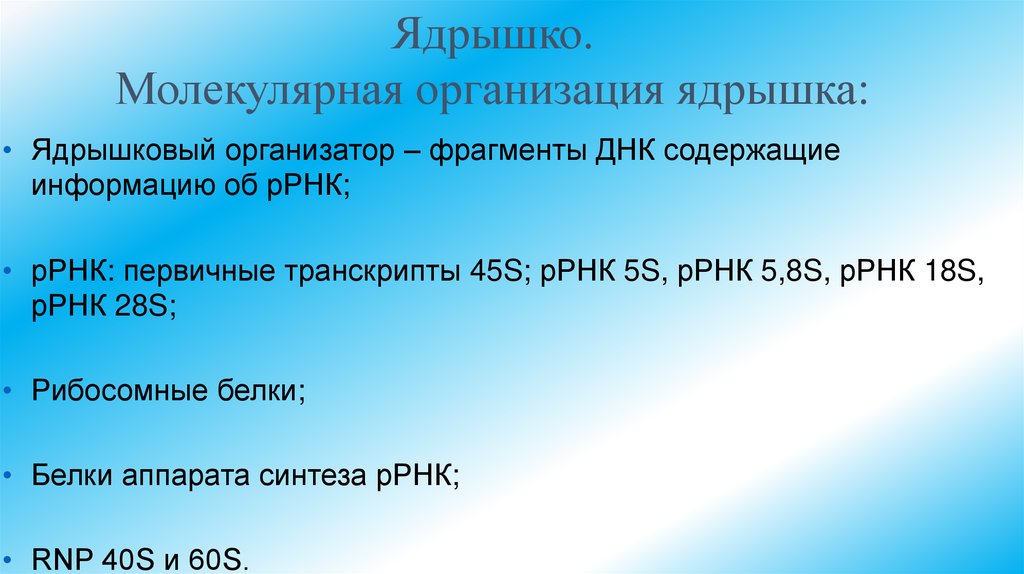 Ядрышко. Молекулярная организация ядрышка: