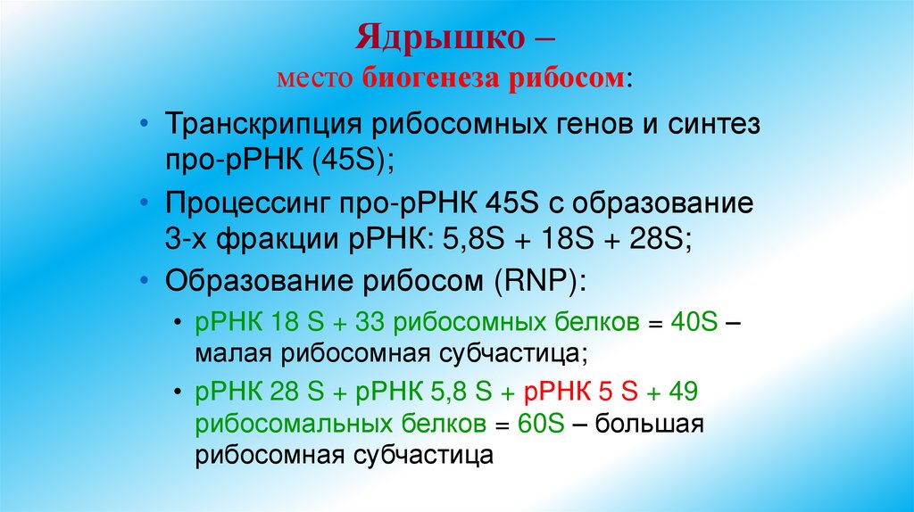 Ядрышко – место биогенеза рибосом: