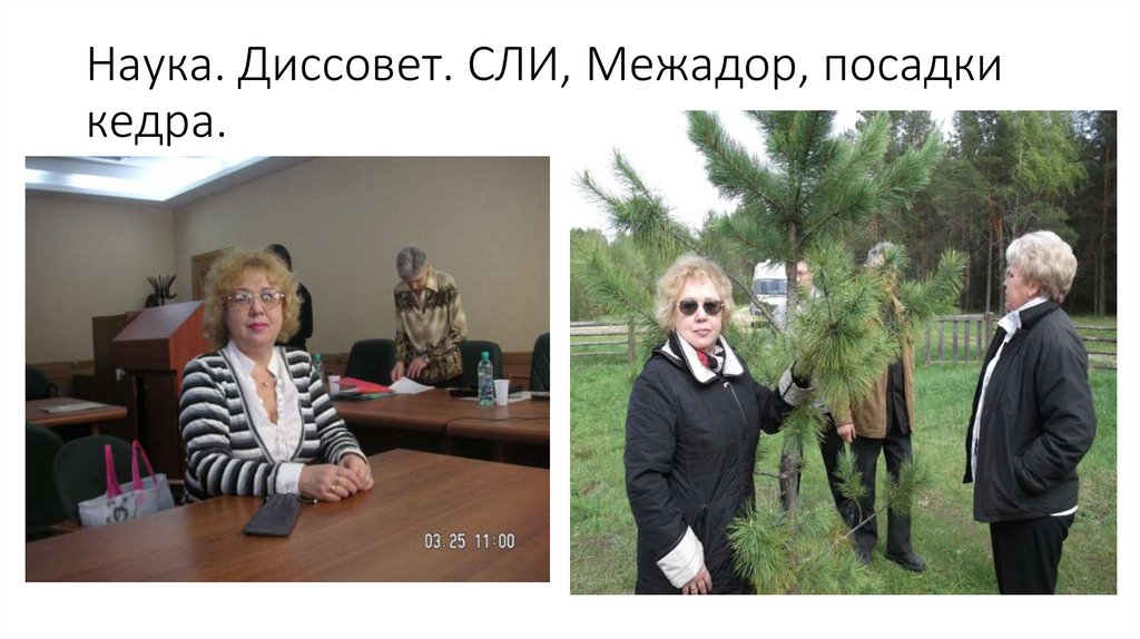 Наука. Диссовет. СЛИ, Межадор, посадки кедра.