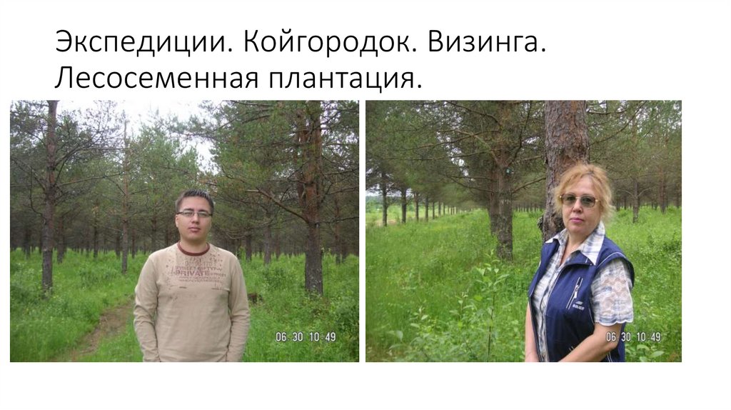 Экспедиции. Койгородок. Визинга. Лесосеменная плантация.