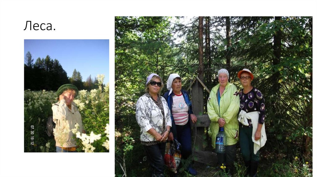 Леса.