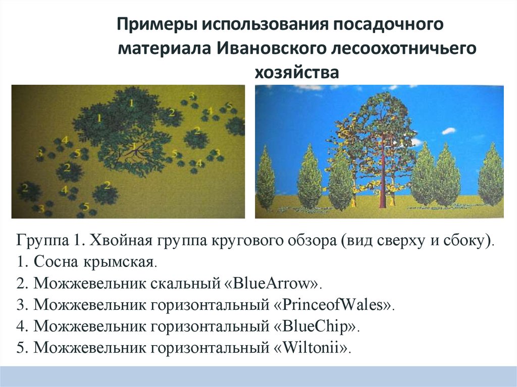 Примеры использования посадочного материала Ивановского лесоохотничьего хозяйства