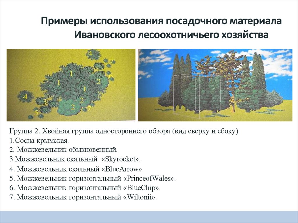 Примеры использования посадочного материала Ивановского лесоохотничьего хозяйства