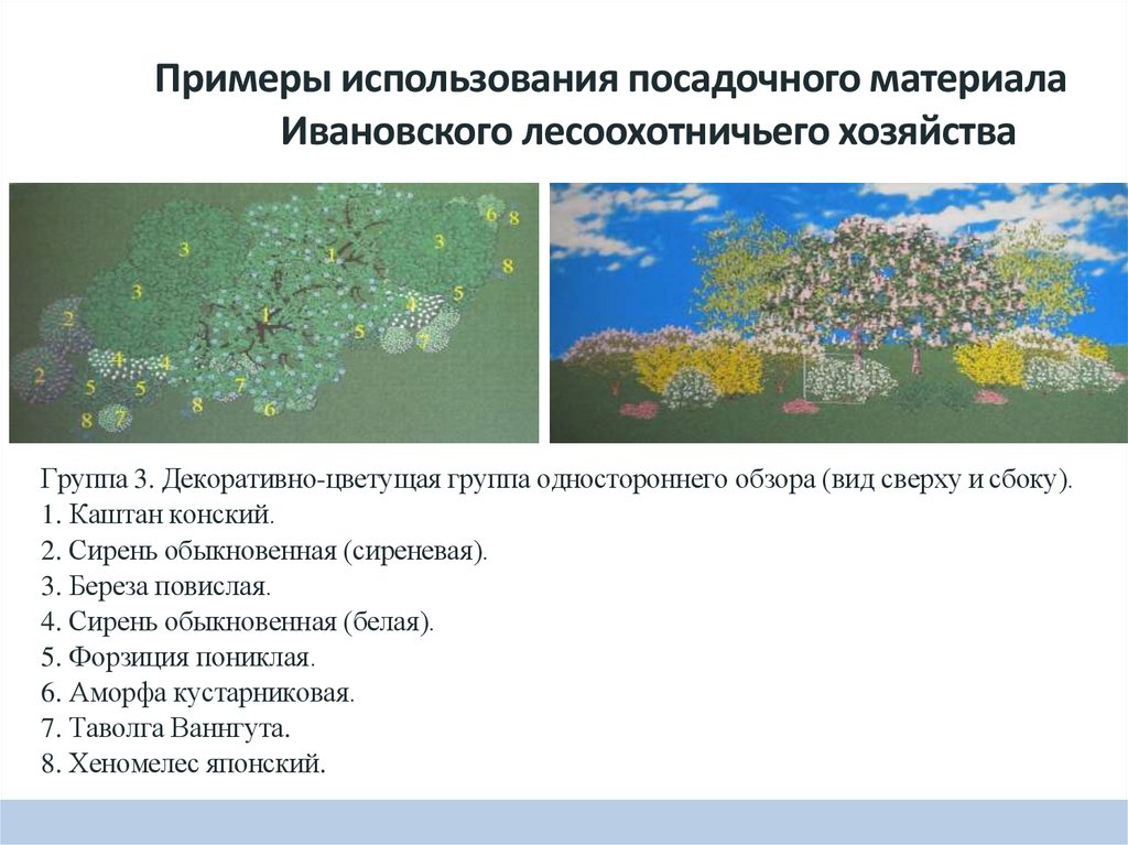 Примеры использования посадочного материала Ивановского лесоохотничьего хозяйства