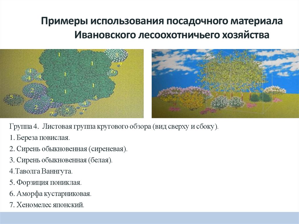 Примеры использования посадочного материала Ивановского лесоохотничьего хозяйства