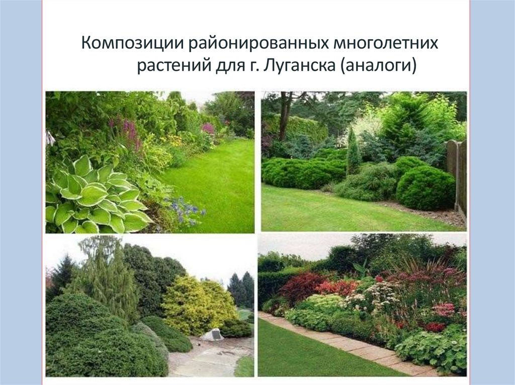 Композиции районированных многолетних растений для г. Луганска (аналоги)