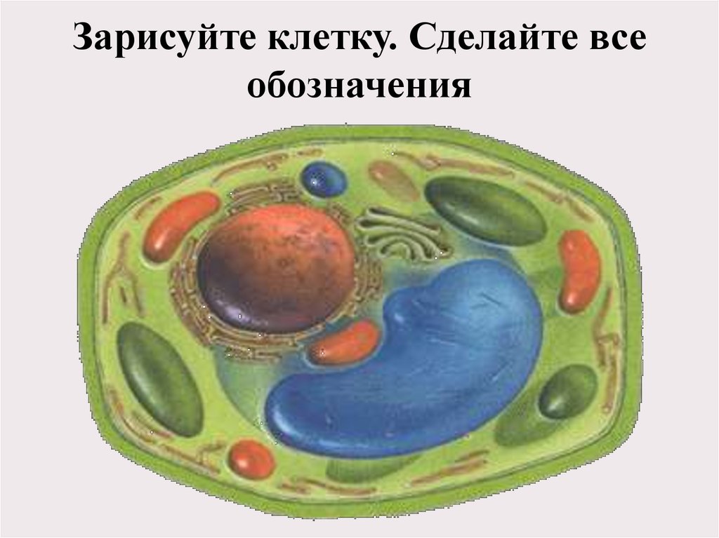Зарисуйте клетку. Сделайте все обозначения