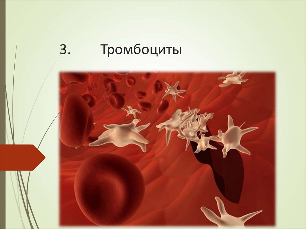 Тромбоциты