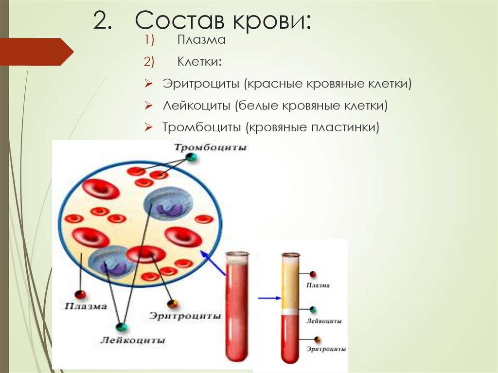 Состав крови: