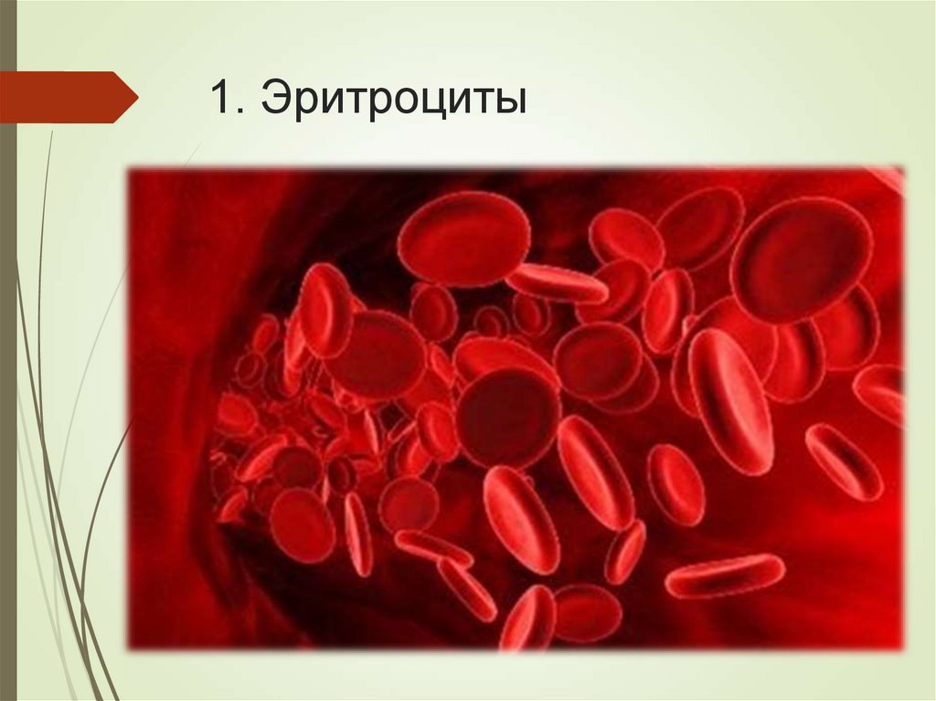 1. Эритроциты