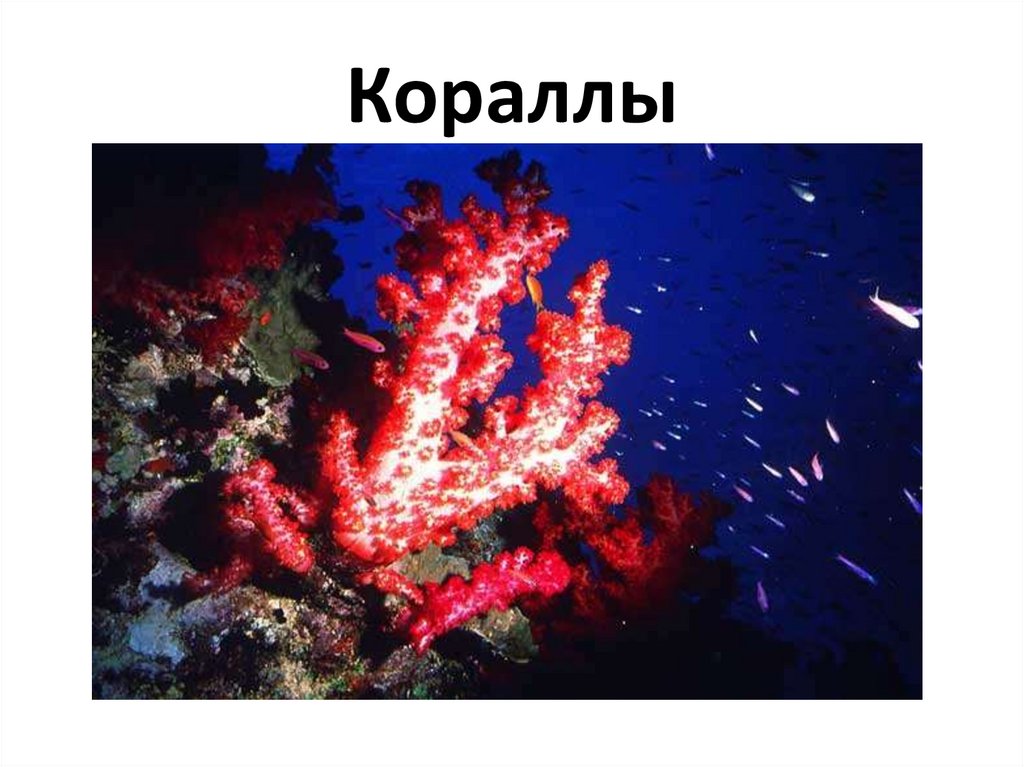 Кораллы