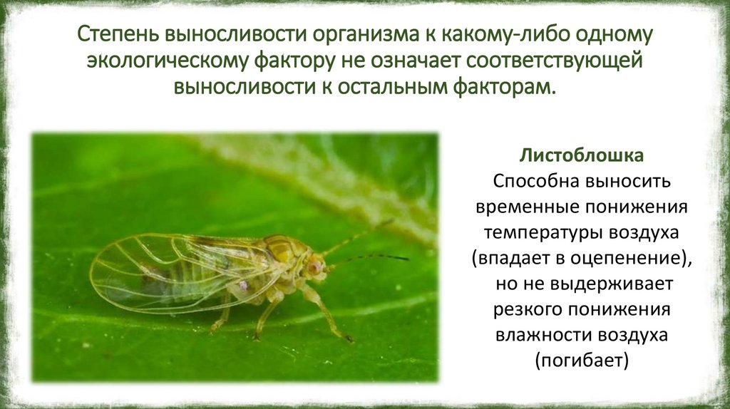 Степень выносливости организма к какому-либо одному экологическому фактору не означает соответствующей выносливости к остальным