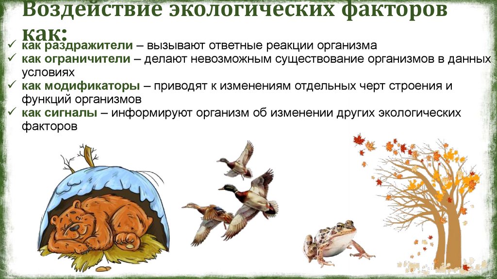 Воздействие экологических факторов как: