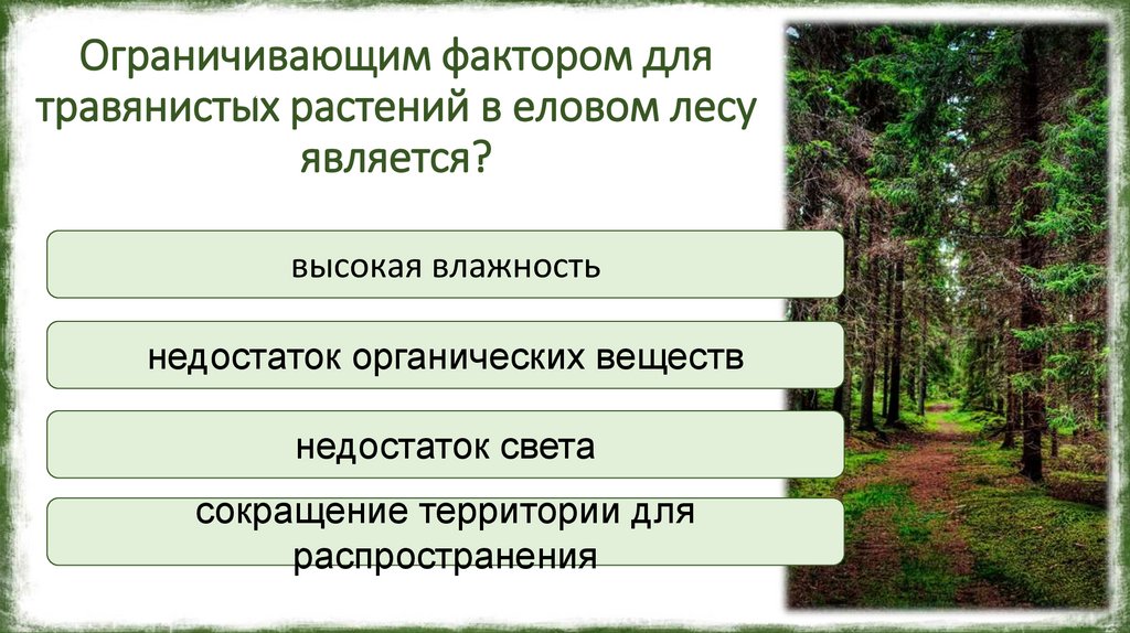 Ограничивающим фактором для травянистых растений в еловом лесу является?