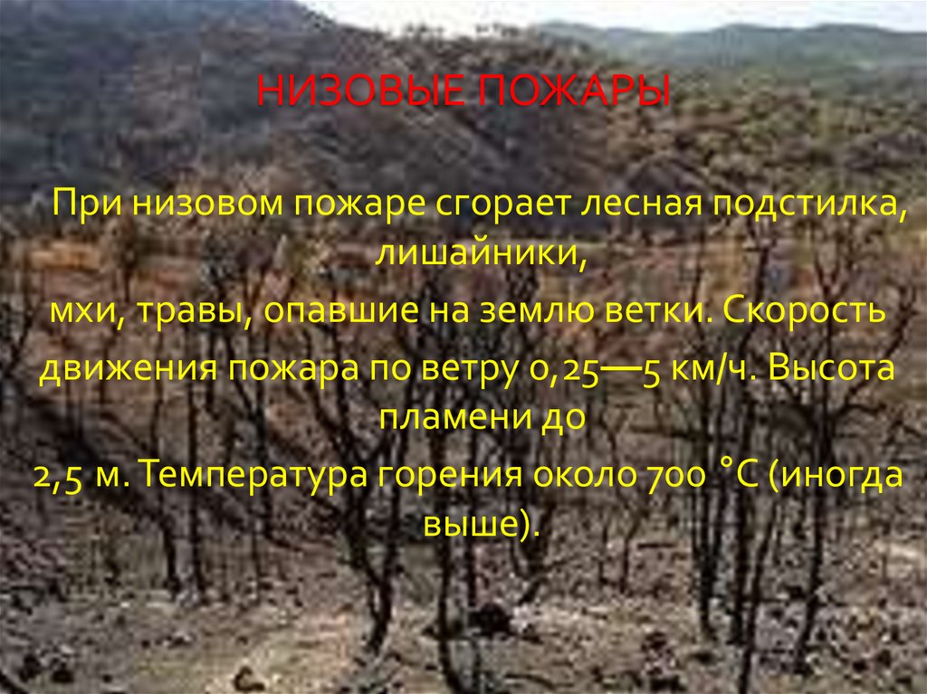 НИЗОВЫЕ ПОЖАРЫ