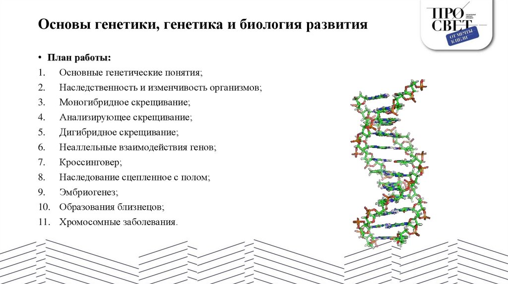 Основы генетики, генетика и биология развития