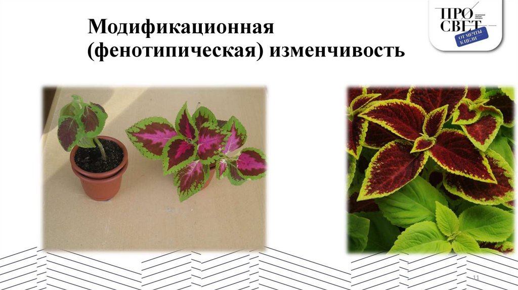 Модификационная (фенотипическая) изменчивость