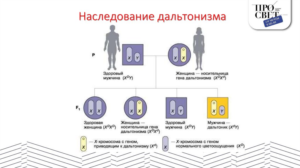 Наследование дальтонизма