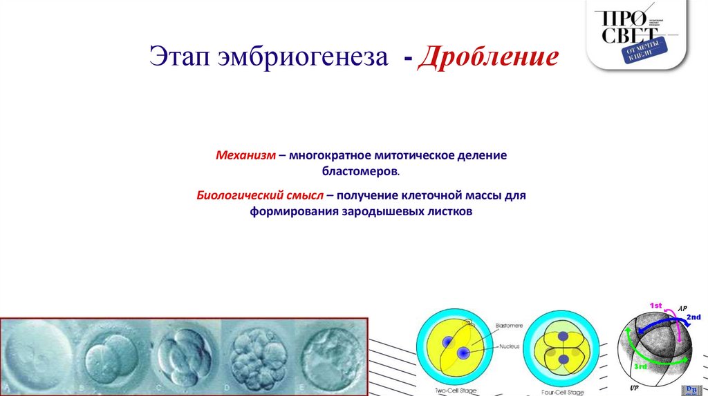 Этап эмбриогенеза - Дробление