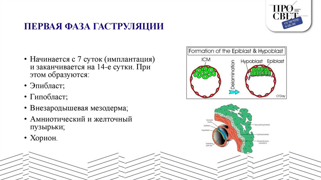ПЕРВАЯ ФАЗА ГАСТРУЛЯЦИИ