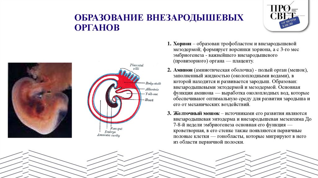 ОБРАЗОВАНИЕ ВНЕЗАРОДЫШЕВЫХ ОРГАНОВ