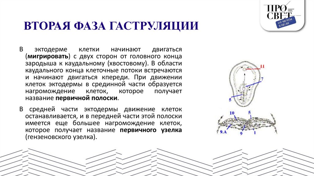 ВТОРАЯ ФАЗА ГАСТРУЛЯЦИИ