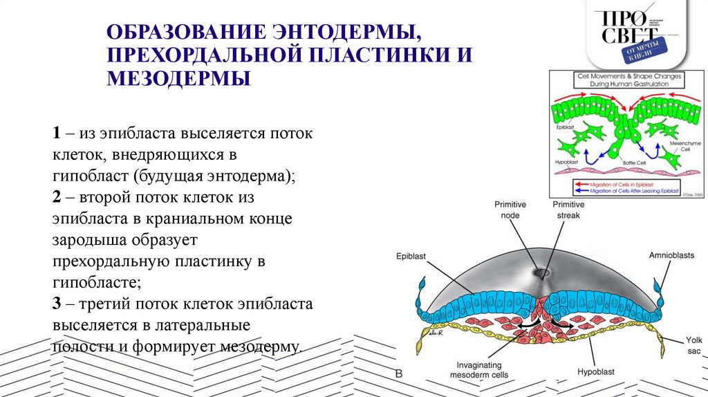 ОБРАЗОВАНИЕ ЭНТОДЕРМЫ, ПРЕХОРДАЛЬНОЙ ПЛАСТИНКИ И МЕЗОДЕРМЫ