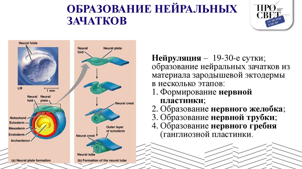ОБРАЗОВАНИЕ НЕЙРАЛЬНЫХ ЗАЧАТКОВ