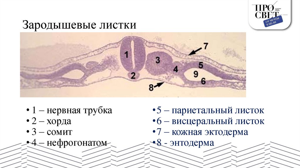 Зародышевые листки