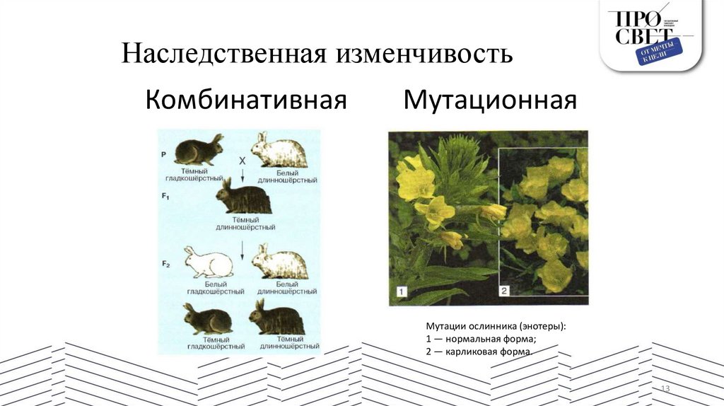 Наследственная изменчивость
