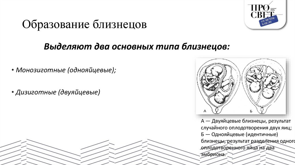 Образование близнецов