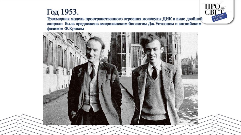Год 1953. Трехмерная модель пространственного строения молекулы ДНК в виде двойной спирали была предложена американским