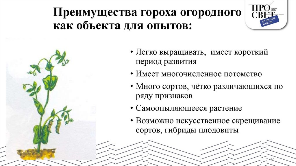 Преимущества гороха огородного как объекта для опытов: